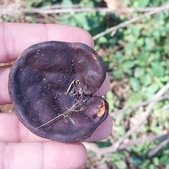 Enterolobium contortisiliquum