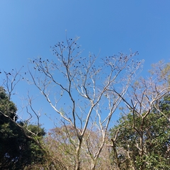 Enterolobium contortisiliquum