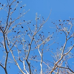 Enterolobium contortisiliquum