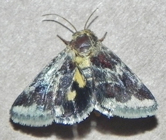 Schinia lynx