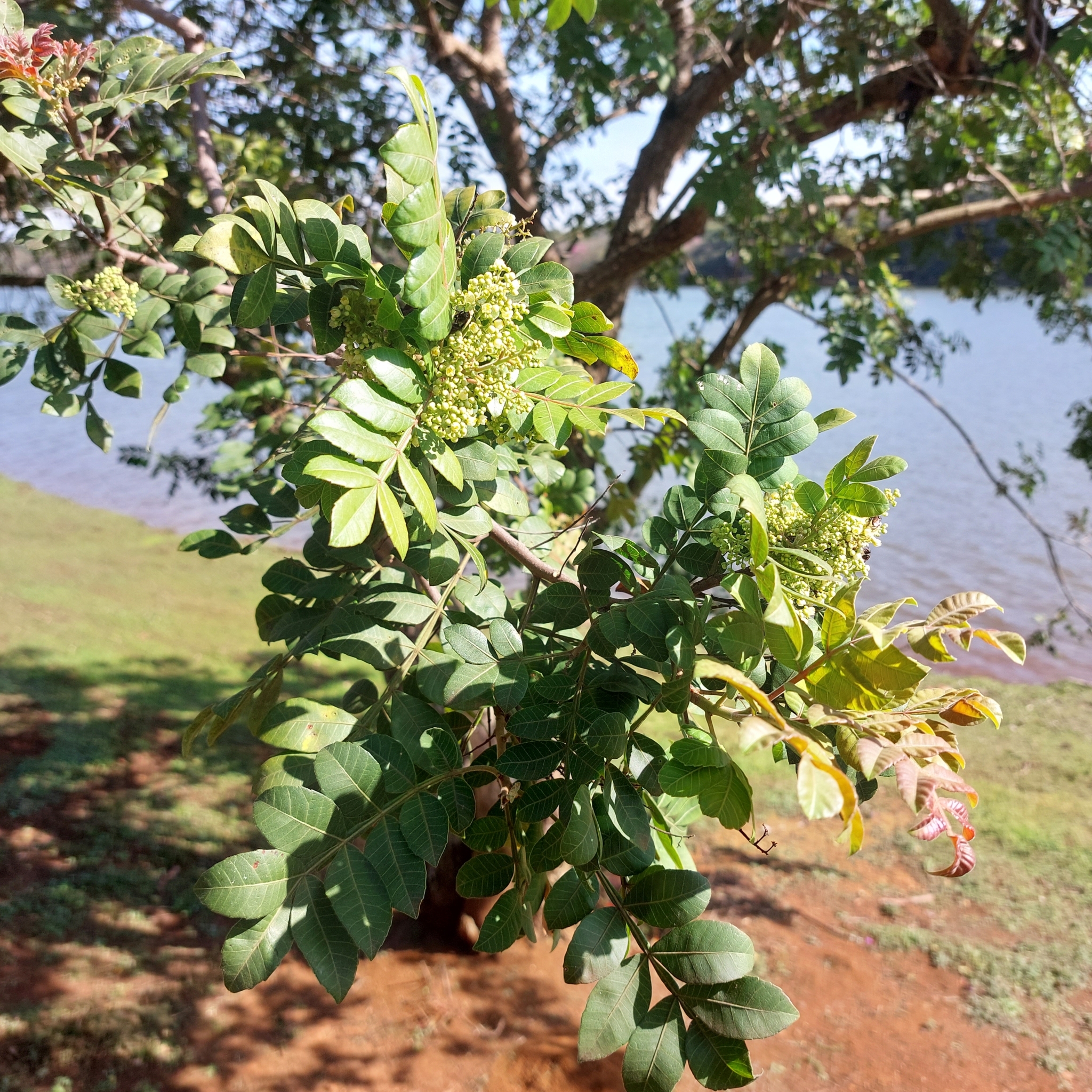 Schinus terebinthifolia