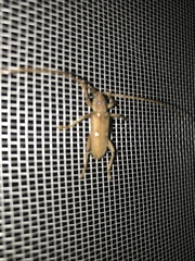 Eburia