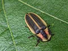 Pyractomena angulata