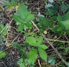 Rubus montanus