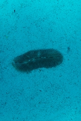 Ctenactis crassa