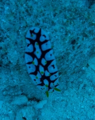 Phyllidia rueppelii