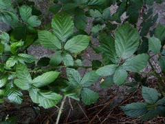 Rubus montanus