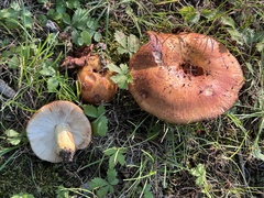 Russula mutabilis