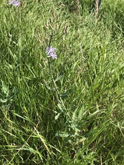 Lactuca pulchella