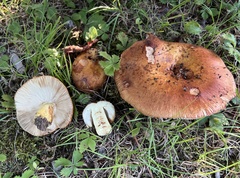 Russula mutabilis