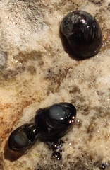 Theodoxus fluviatilis