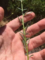 Epilobium brachycarpum