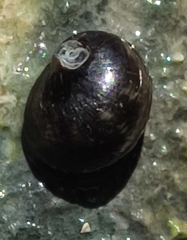 Theodoxus fluviatilis