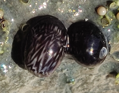 Theodoxus fluviatilis