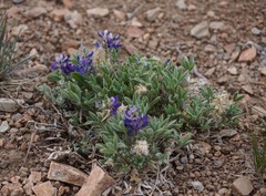 Lupinus lepidus ramosus