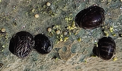 Theodoxus fluviatilis