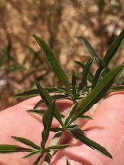 Epilobium brachycarpum
