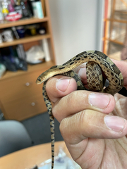 Pituophis deppei