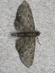 Eupithecia virgaureata