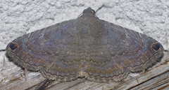 Toxonprucha pardalis