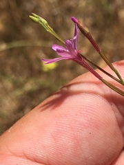 Epilobium brachycarpum