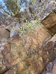 Dudleya abramsii calcicola