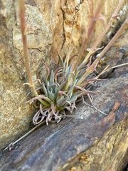 Dudleya abramsii calcicola