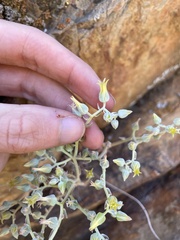 Dudleya abramsii calcicola