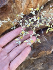 Dudleya abramsii calcicola