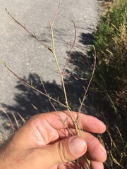Epilobium brachycarpum