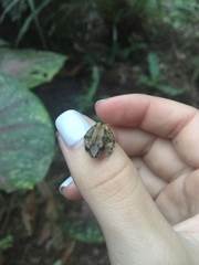 Pristimantis walkeri