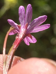 Epilobium brachycarpum
