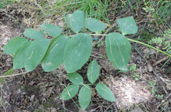 Polygonatum glaberrimum