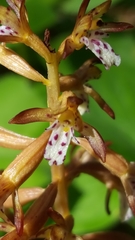 Corallorhiza maculata maculata