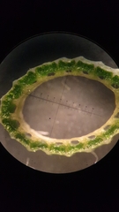 Equisetum ramosissimum