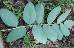 Polygonatum glaberrimum