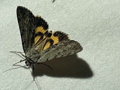 Catocala sordida