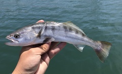 Atractoscion nobilis