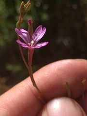 Epilobium brachycarpum