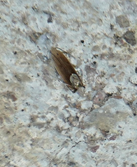 Anacampsis paltodoriella