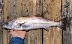 Atractoscion nobilis