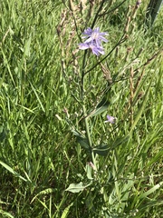 Lactuca pulchella