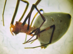 Argyrodes miniaceus