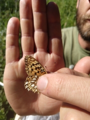 Speyeria egleis utahensis