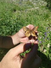 Speyeria egleis utahensis