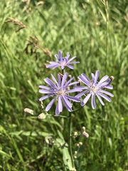 Lactuca pulchella