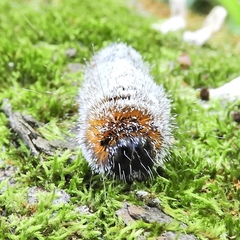 Acronicta hastulifera