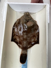 Pleuronichthys decurrens