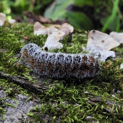 Acronicta hastulifera
