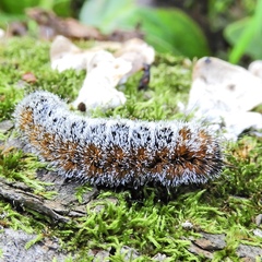 Acronicta hastulifera